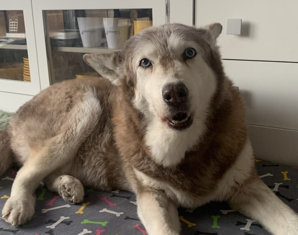 duelo animal, perdida animal