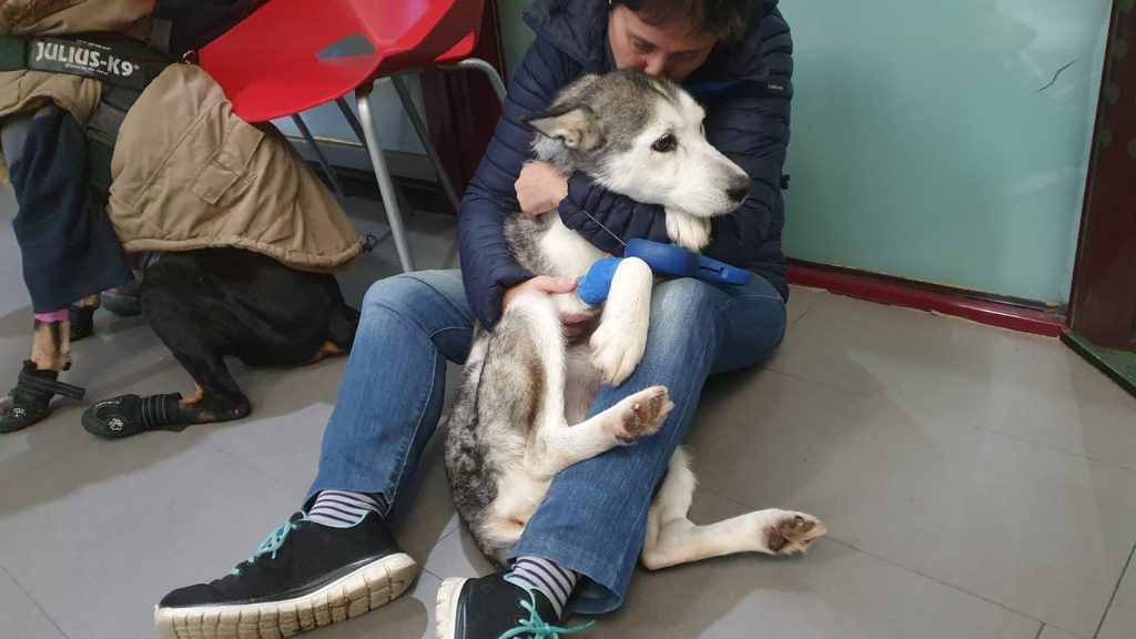 duelo animal, perdida animal