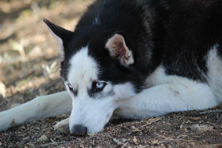duelo animal, perdida animal